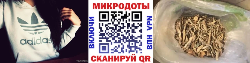 купить   Елабуга  Псилоцибиновые грибы Psilocybe 